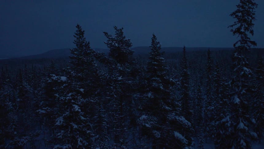 A snowy forest at night