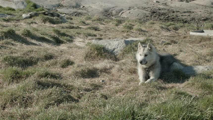 A husky-type dog lays in the grass