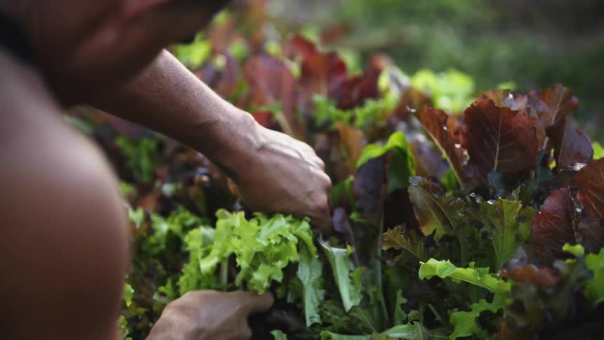A man is crouched down and picking leafy produce