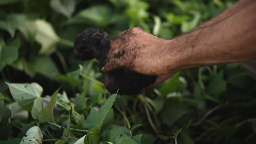 Gardener picking plants