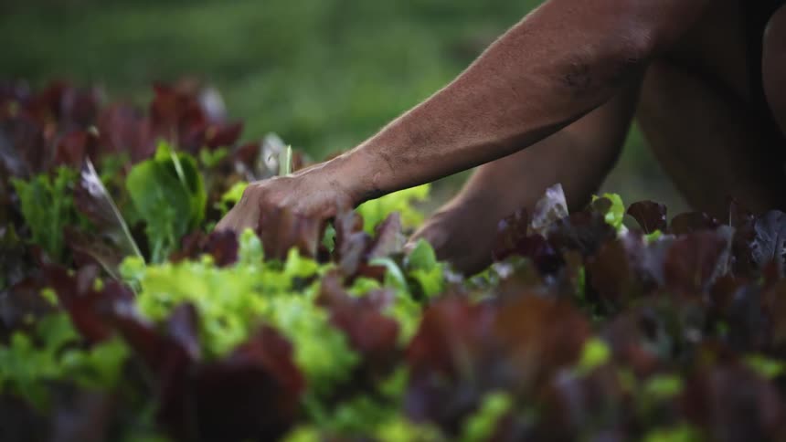 A man picking plants outdoors