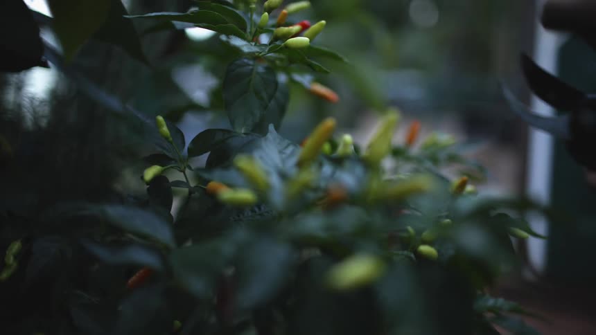 A person using gardening scissors to cut fruits from a plant in the backyard