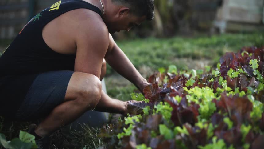 A man is cutting leaves off a plant and segregating them