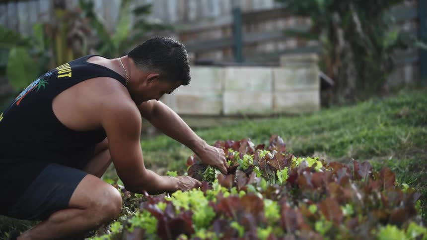 A man cuts lettuce from a garden