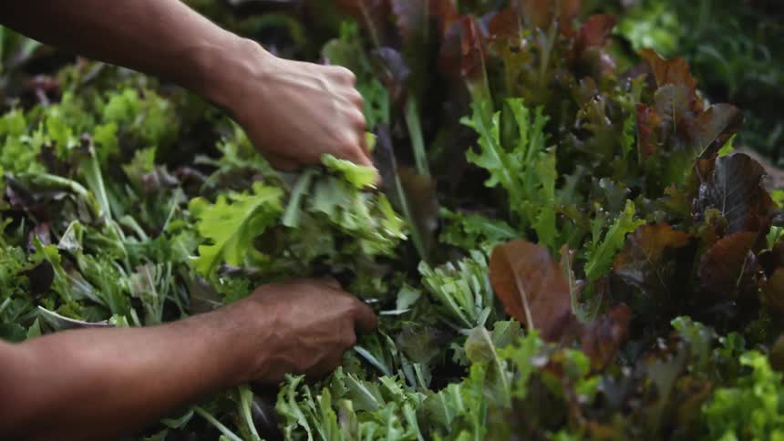 A man uses a knife to cut free vegetables and collect them with his free hand