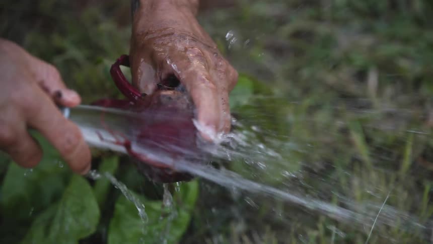 A man uses a hose to wash a freshly picked beet
