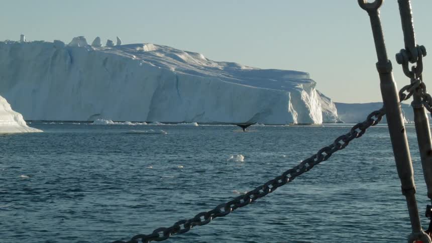 A whale swims around in the water by an iceberg