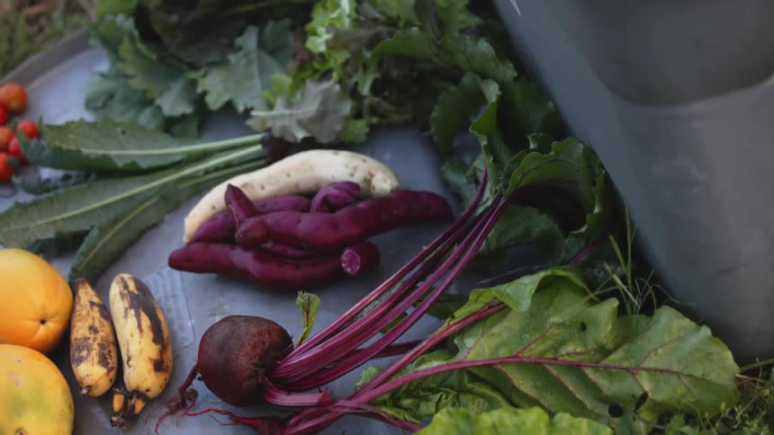 An assortment of freshly picked vegetables from a garden sit next to a bin full of greens