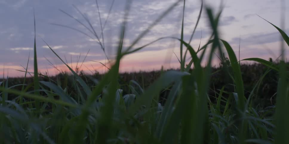 Close up of tall grasses with twilight sky visible in the background