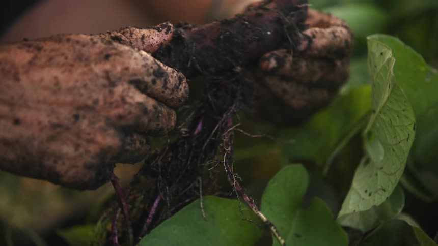 A man cleans a potato from his farm
