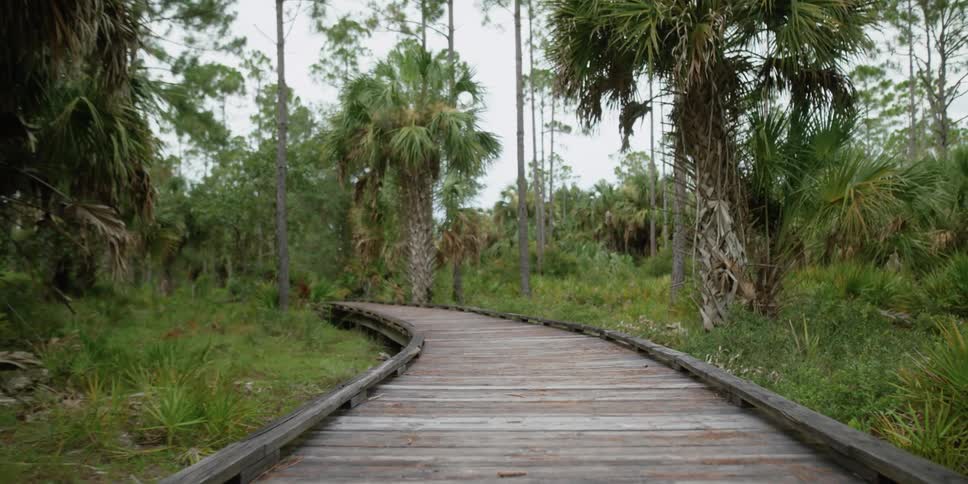 Tropical trees and nature are surrounding a boardwalk