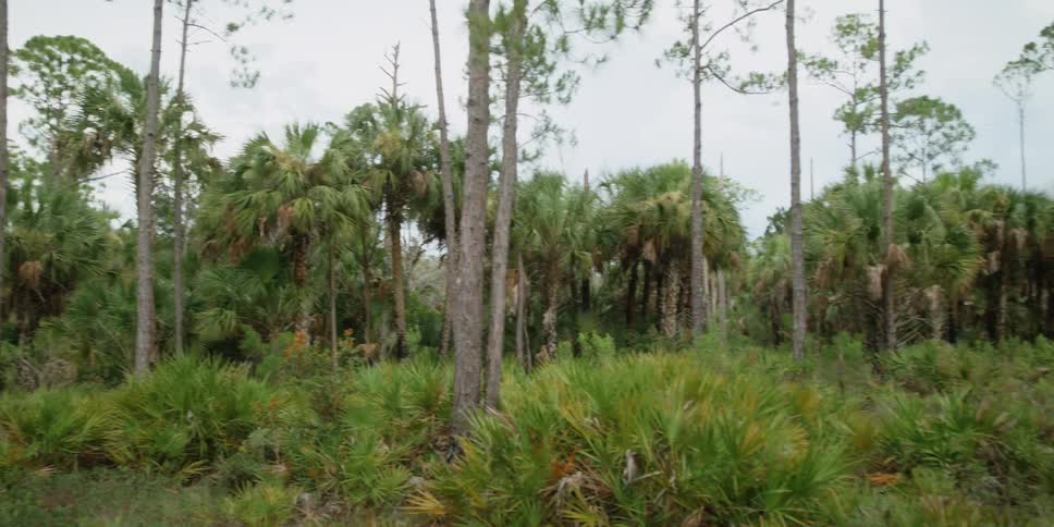 Trees and green plants in a wooded area