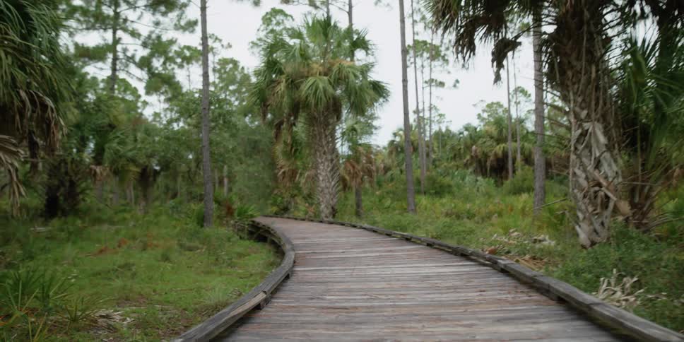 Sun shines on trees near a wooden boardwalk