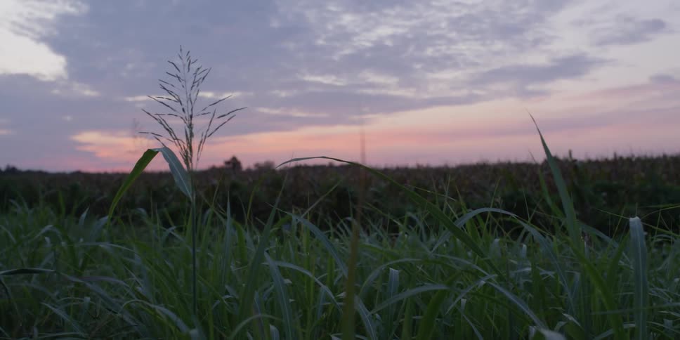 A view of a field with grass at sunset