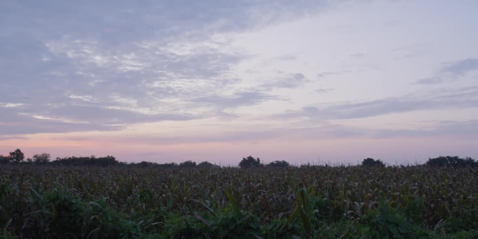 Cornfield with trees in the distance under a cloudy sky