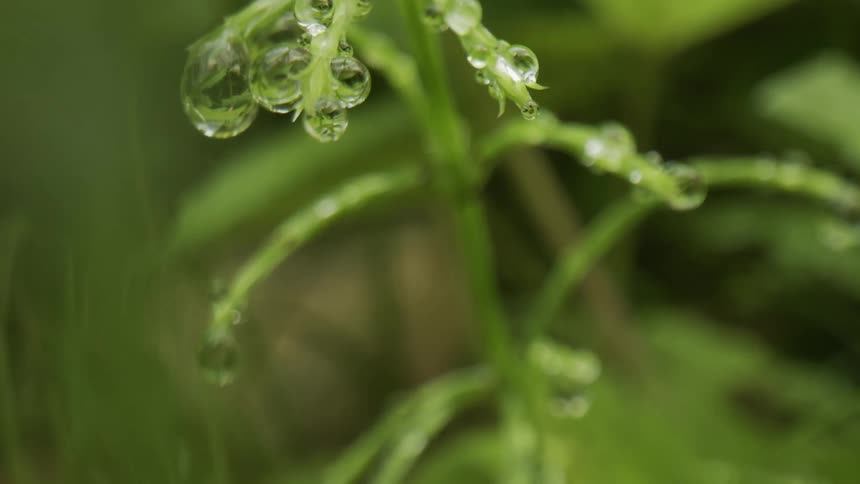Dew drops form on the leaves and stems of a small plant