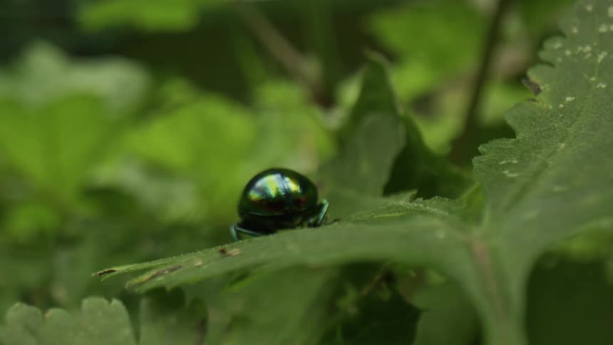 Iridescent insect crawls over surface of leaf waving its antenna