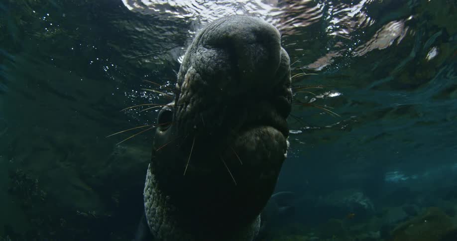 A large sea creature pokes his head up out of the water