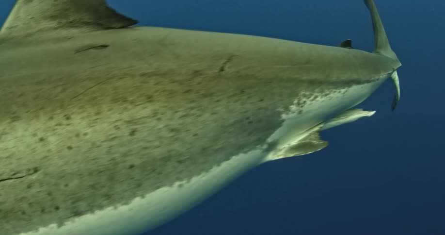 Close up of a shark swimming underwater