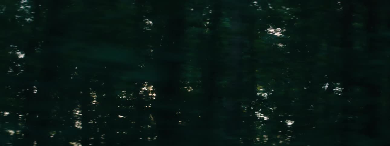 Sunlight shines through closely packed trees of forest