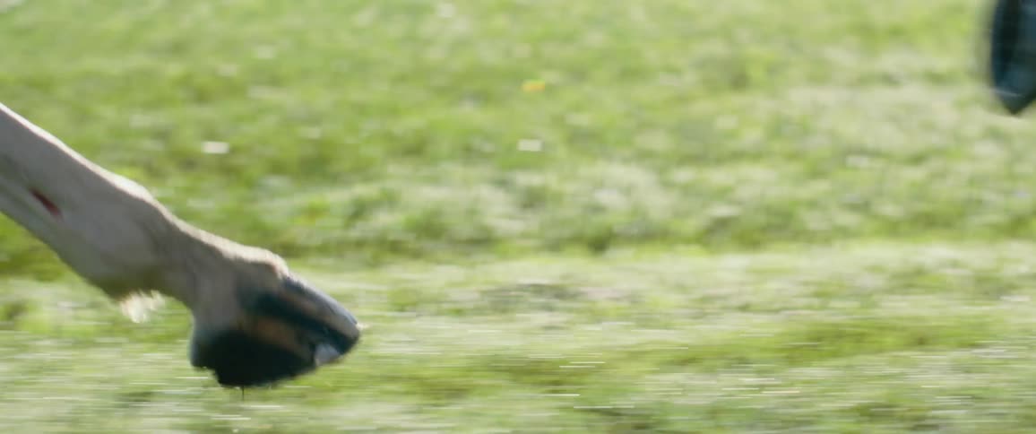 A horse galloping in a grassy paddock on a ranch