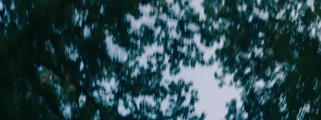 Trees with branches and leaves with the sky and clouds above
