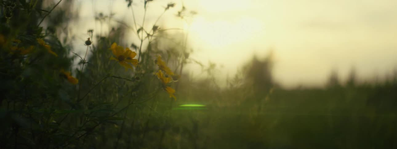 The sun is setting in the horizon of a grassland field