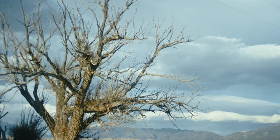 A barren tree in a grassland on cloudy day