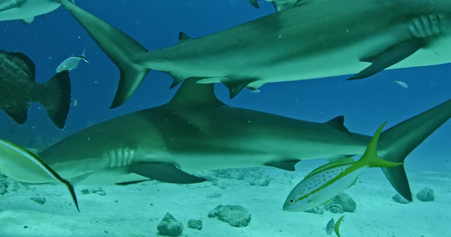 A large group of sharks and a fish swimming slowly in the water