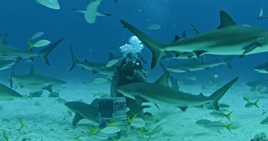 A diver swims with sharks and fish