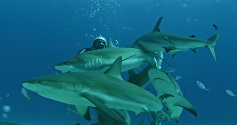 A diver swims with fish and sharks in the ocean