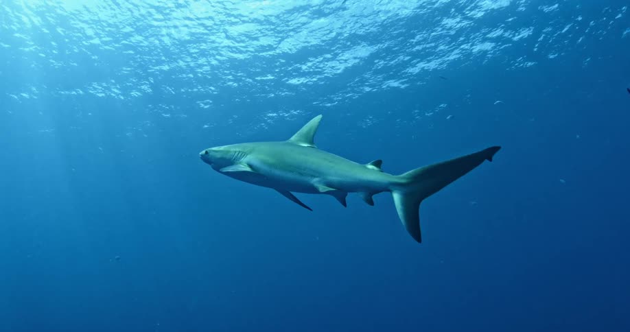Two sharks swim towards the ocean surface