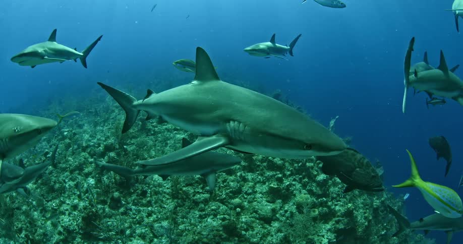 Sharks swim in the sea