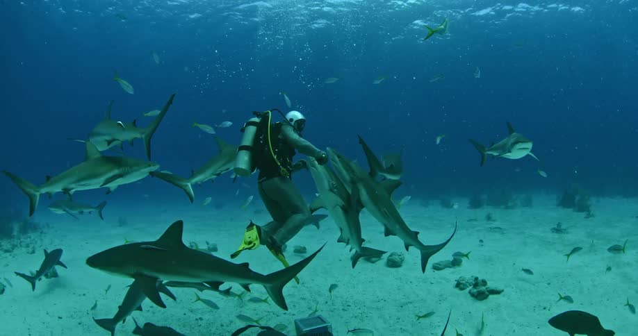A diver is surrounded by sharks and fish