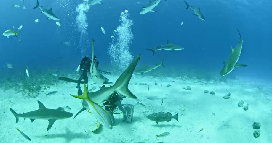 Divers swim around sharks and fish while filming