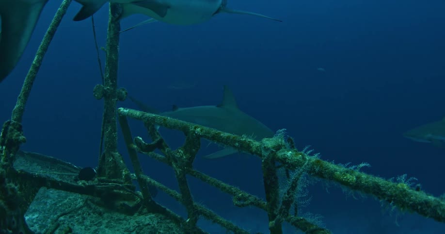 Sharks swim around a sunken ship