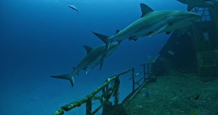 Sharks swim around a sunken ship together