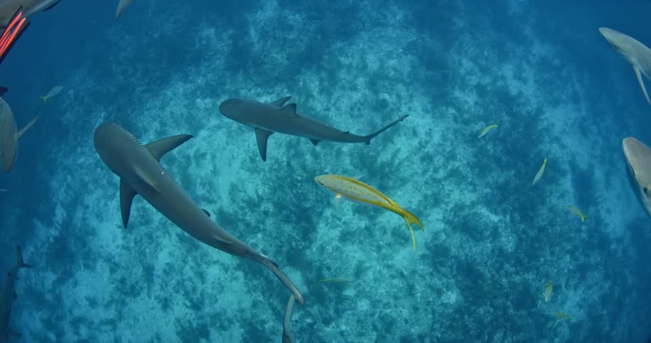 Sharks swimming through some dark water