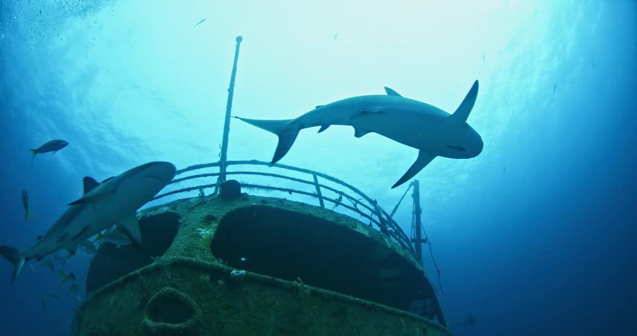 Sharks swim near a sunken boat