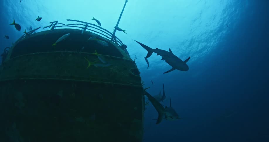 Sharks and fish circling an old wreck underwater