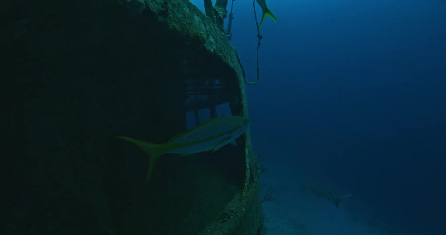 A shark swims in a sunken boat