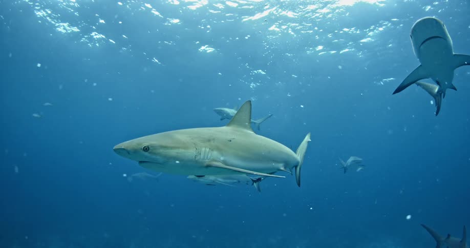 Sharks swimming together