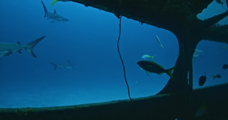 Sharks swimming through an underwater enclosure