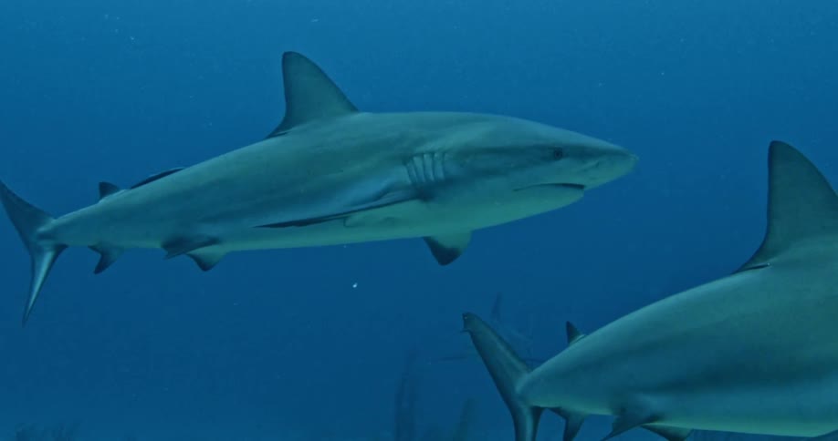 Sharks swim in the ocean
