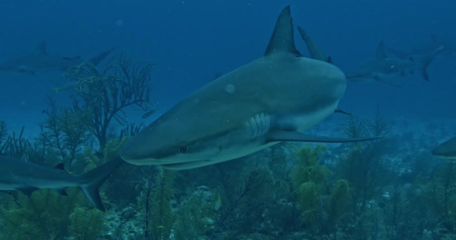 Sharks swimming in a body of water