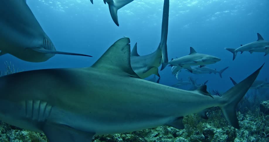 Many sharks swimming closely together