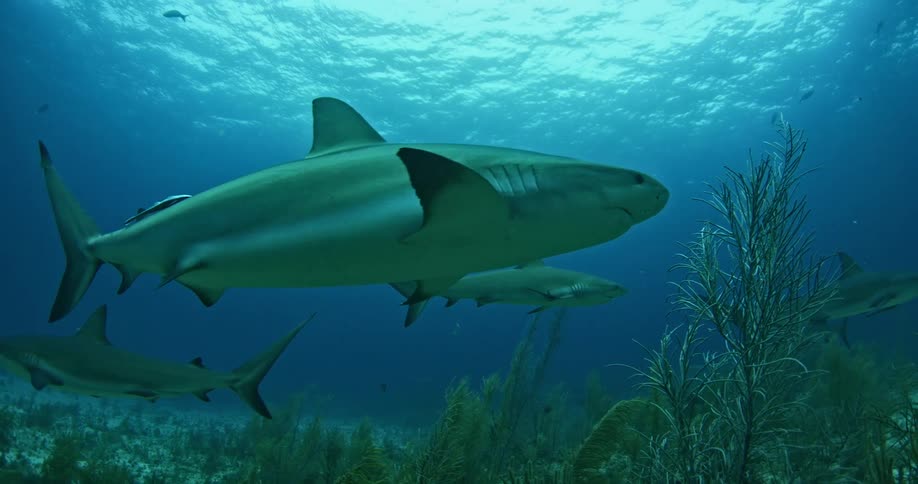 Sharks swim in the ocean