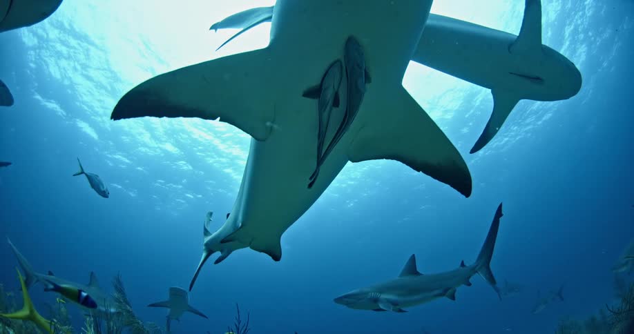 Sharks and fish swim along the seaweed underwater
