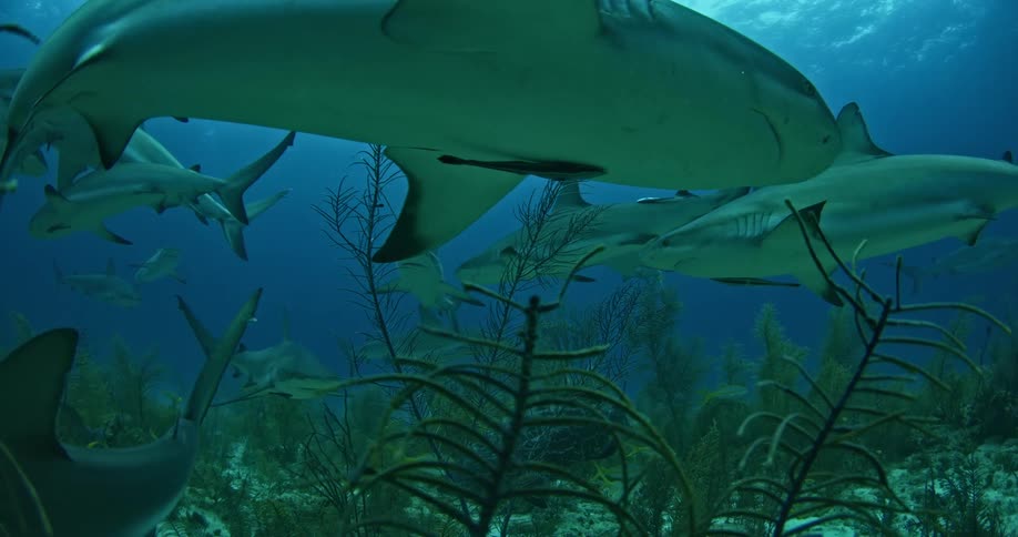 Sharks and fish swimming near ocean floor