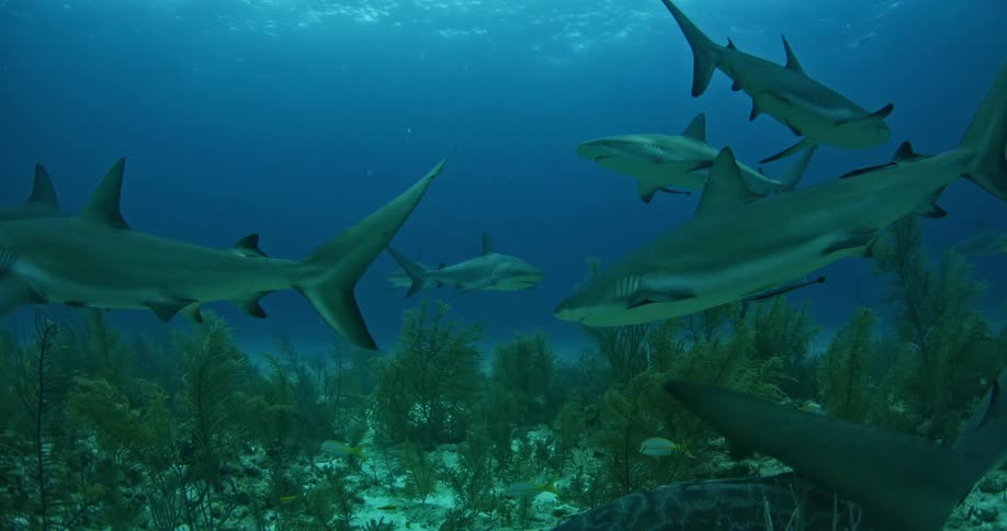Sharks swim in the ocean